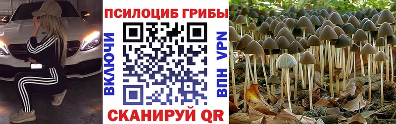 кракен как зайти Волгодонск Галлюциногенные грибы Psilocybe как найти закладки